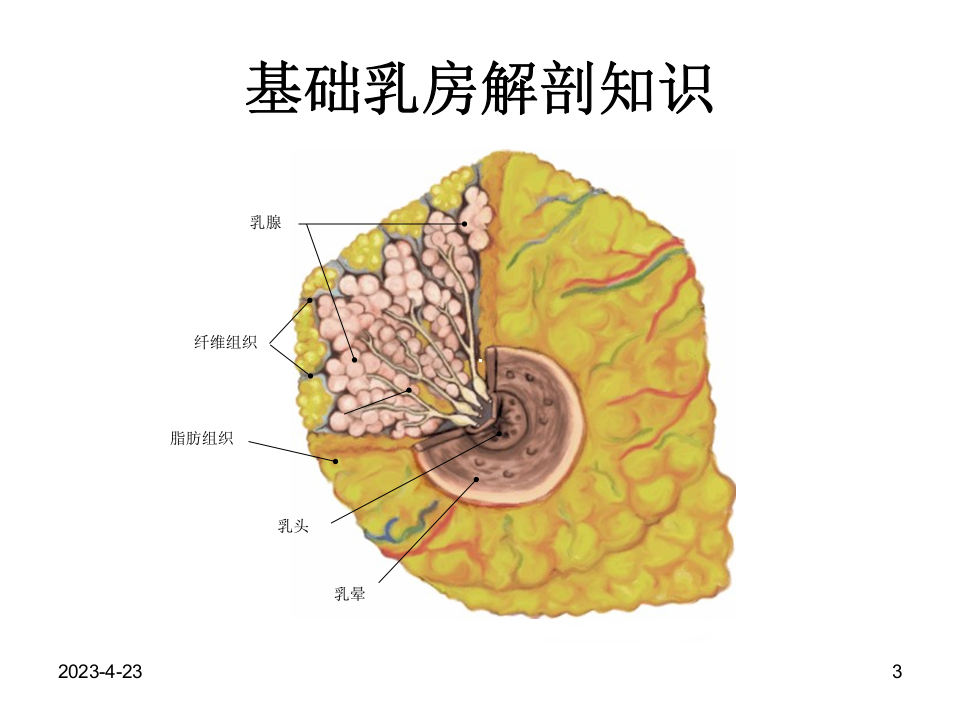 对乳腺增生的认识.ppt 第3页