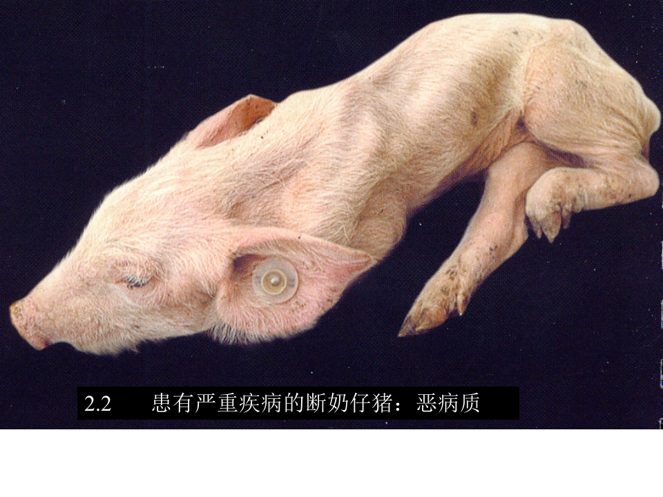 猪的病理解剖2.ppt 第3页