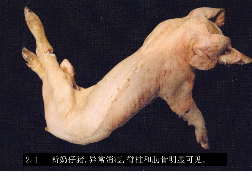 猪的病理解剖2.ppt 第2页