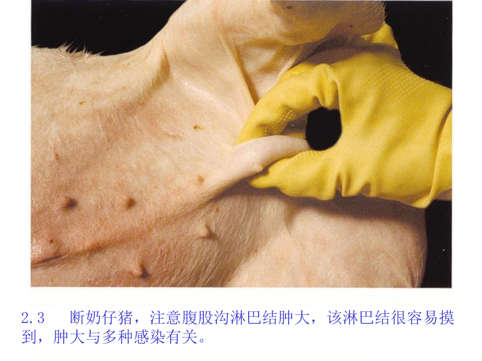 猪的病理解剖2.ppt 第4页