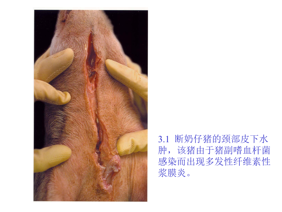 猪的病理解剖3.ppt 第5页