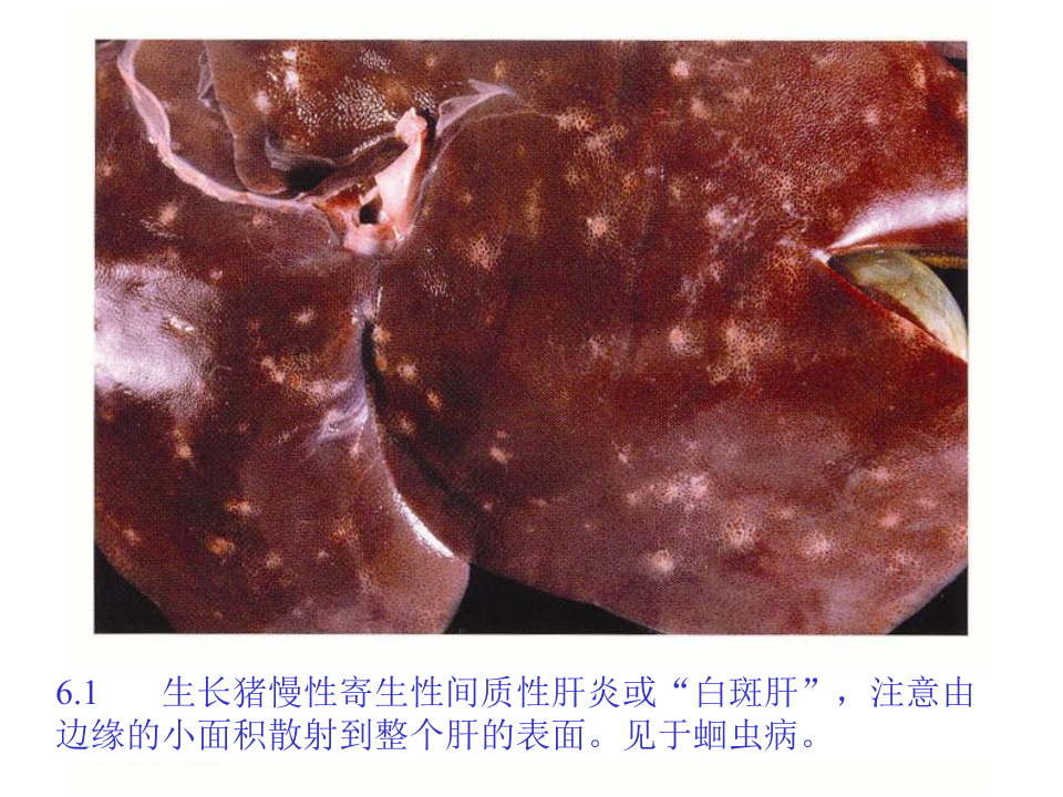 猪的病理解剖6.ppt 第2页