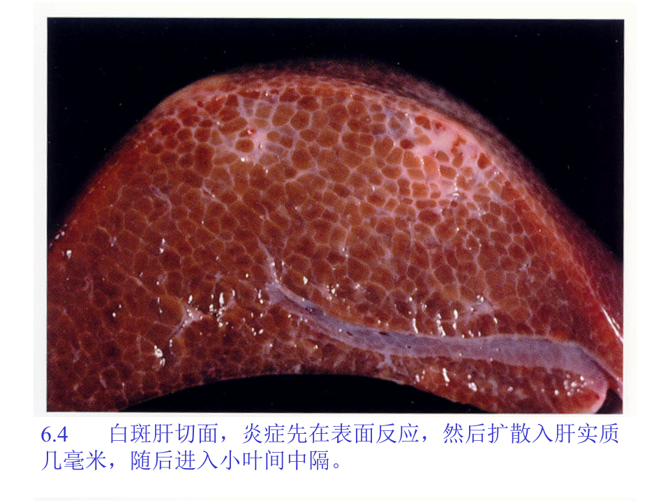 猪的病理解剖6.ppt 第5页