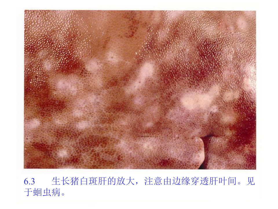 猪的病理解剖6.ppt 第4页