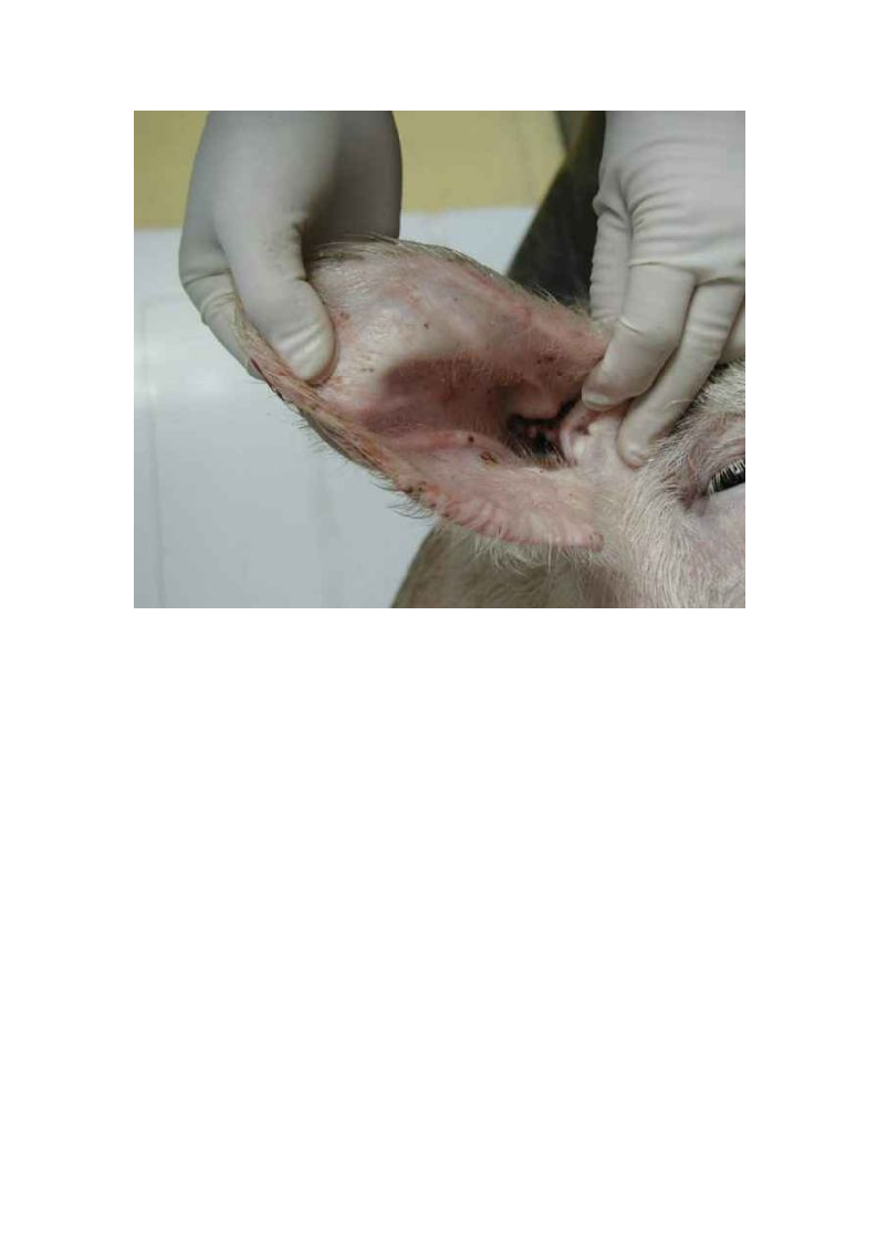 猪的详细解剖图解.doc 第4页