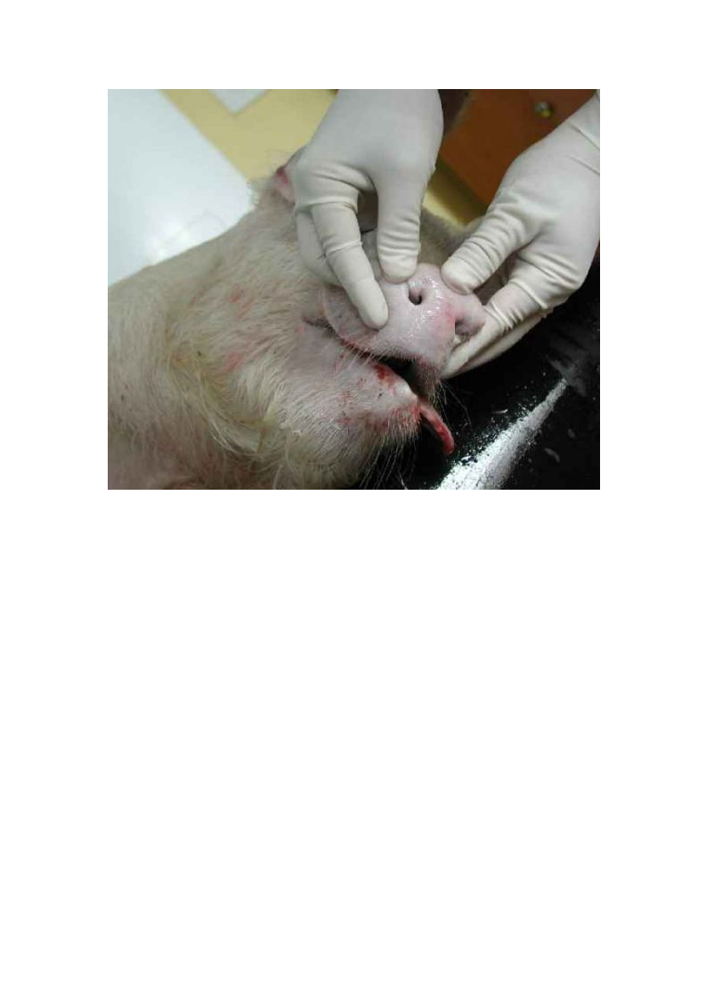 猪的详细解剖图解.doc 第3页