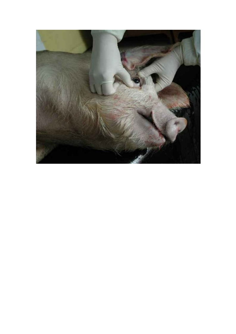 猪的详细解剖图解.doc 第2页