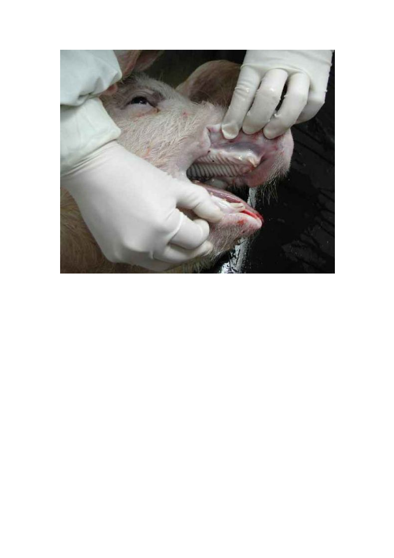 猪的详细解剖图解.doc 第5页