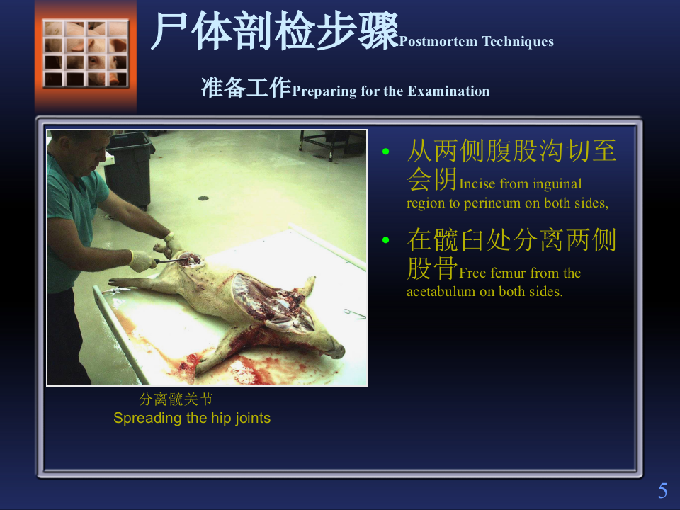猪解剖步骤.ppt 第5页