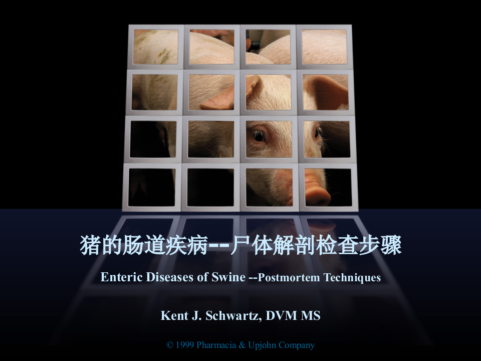 猪解剖步骤.ppt 第1页