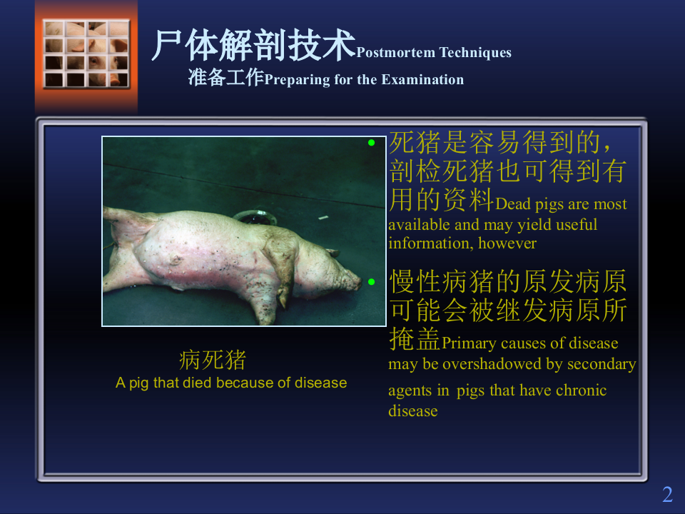 猪解剖步骤.ppt 第2页