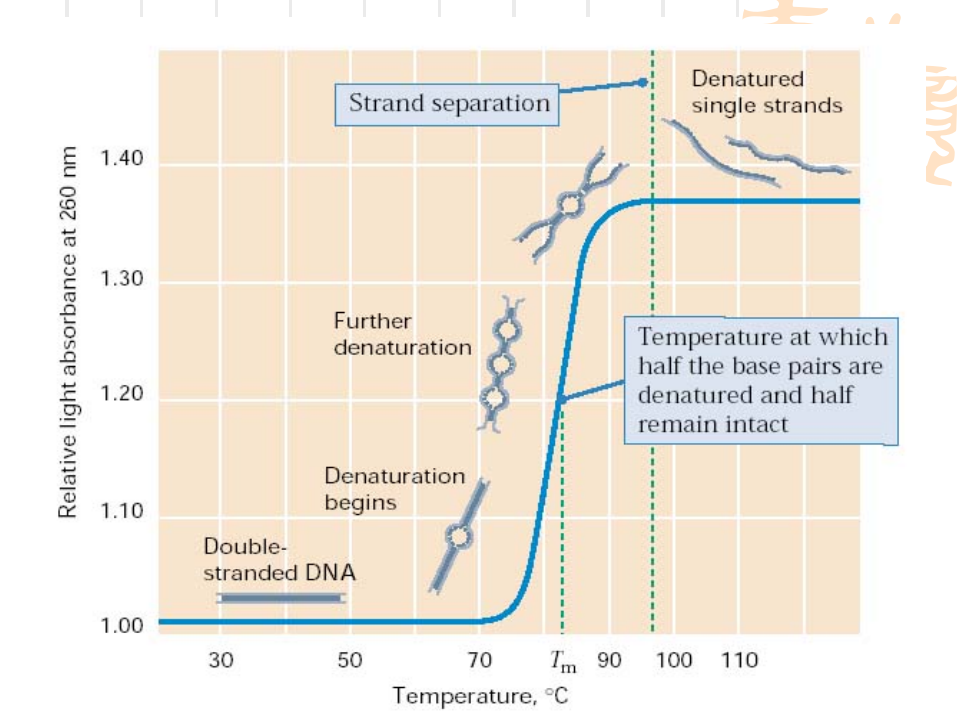 4.用PCR扩增法检测性别.ppt 第5页