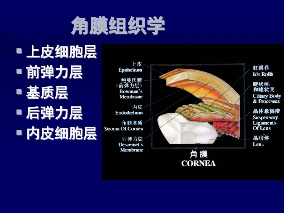 7)角膜病.ppt 第4页