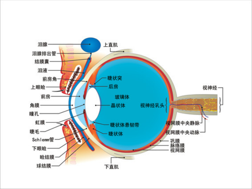 12)视网膜病--2015春（五年制临床）吕雪漫.ppt 第3页