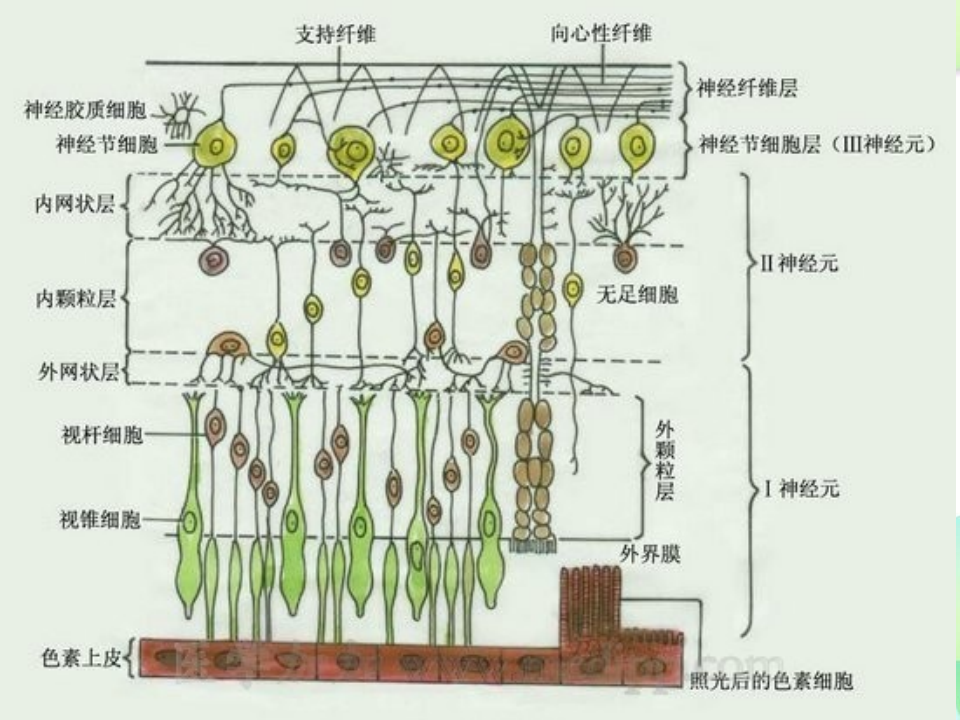 12)视网膜病--2015春（五年制临床）吕雪漫.ppt 第5页
