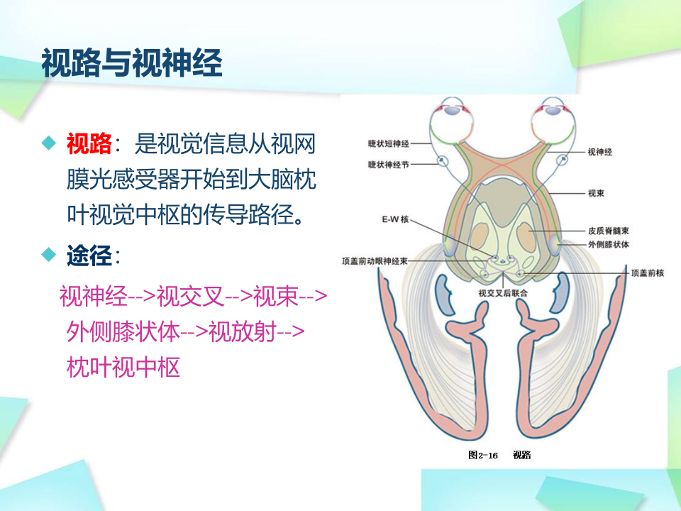 13)视路疾病--2015春吕雪漫.ppt 第3页