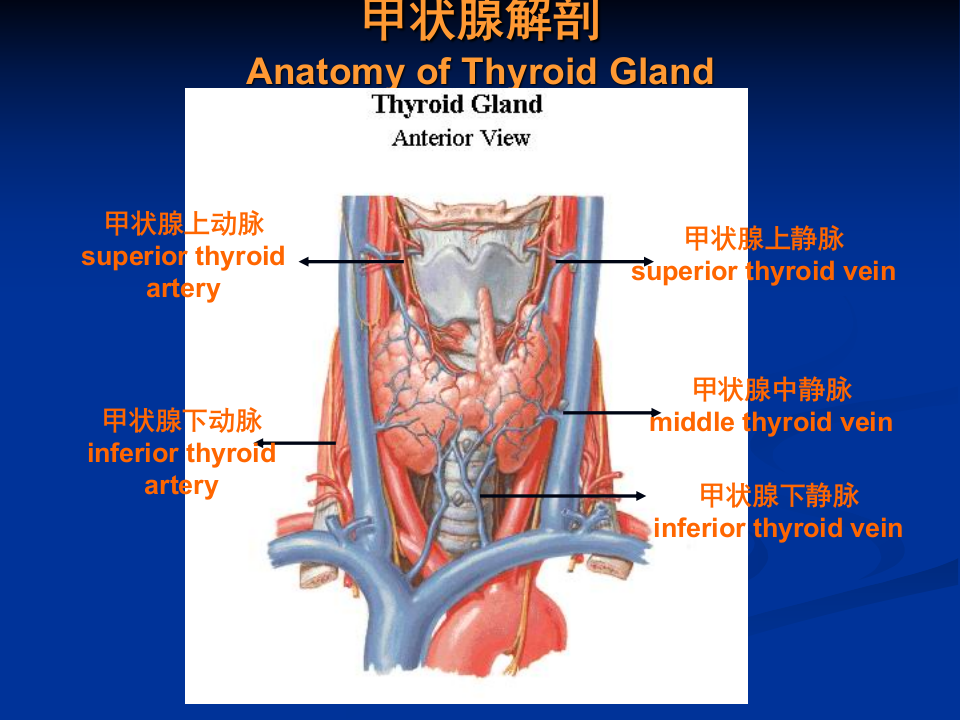 1）甲状腺疾病课件.ppt 第5页