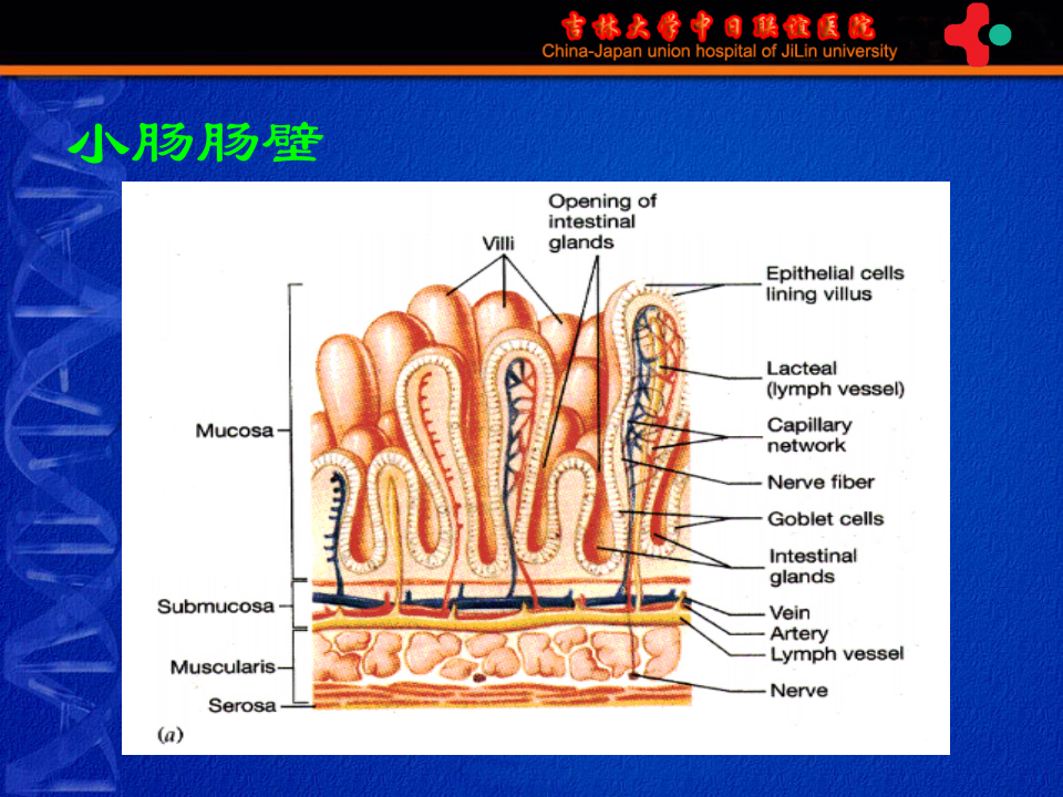7)《护理本科-肠疾病》胃肠外科-高硕徽.ppt 第4页