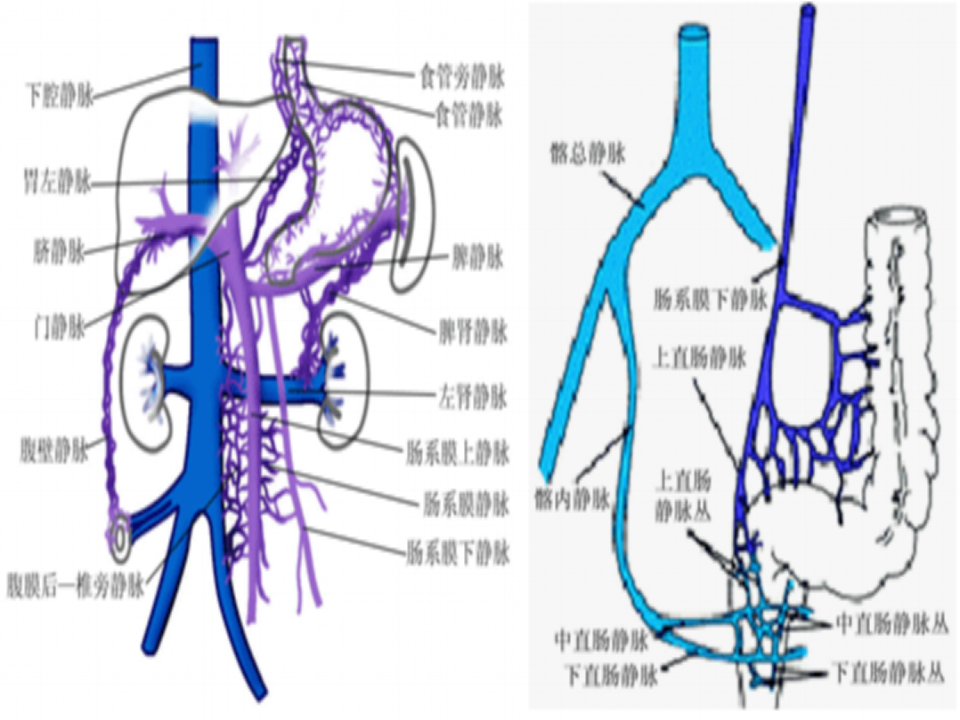 11)门脉高压症.ppt 第5页