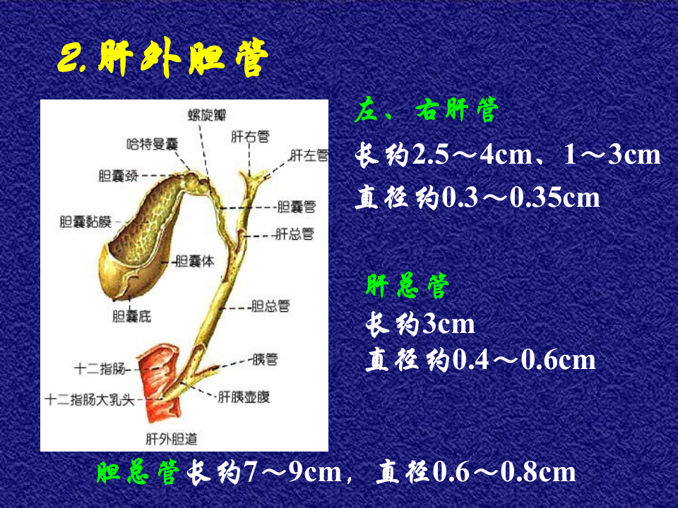 12)胆道疾病第一节.ppt 第4页