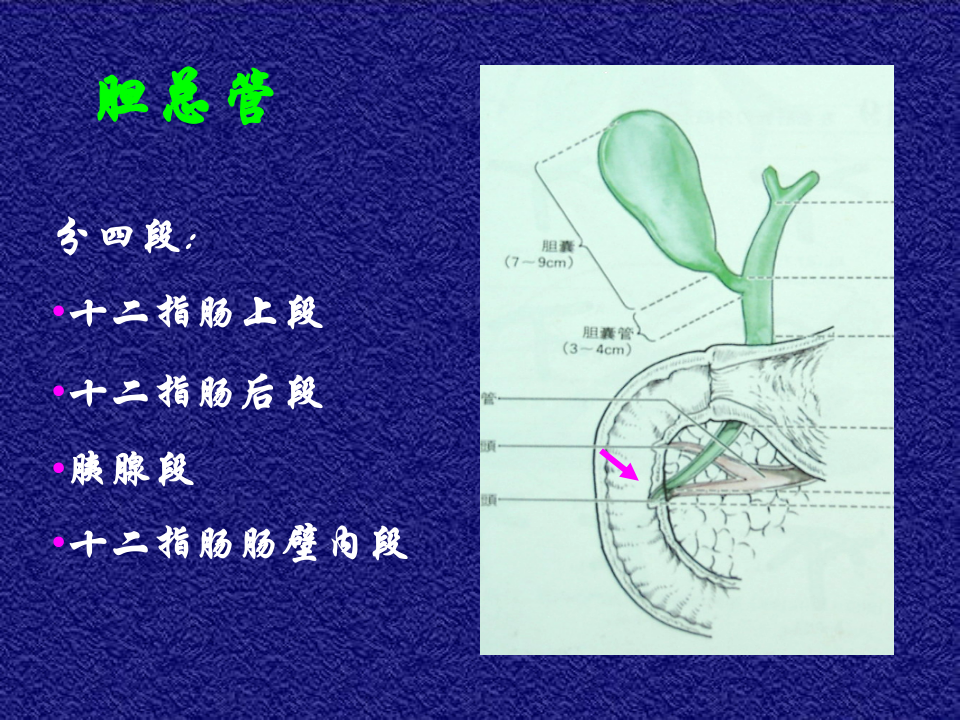 12)胆道疾病第一节.ppt 第5页