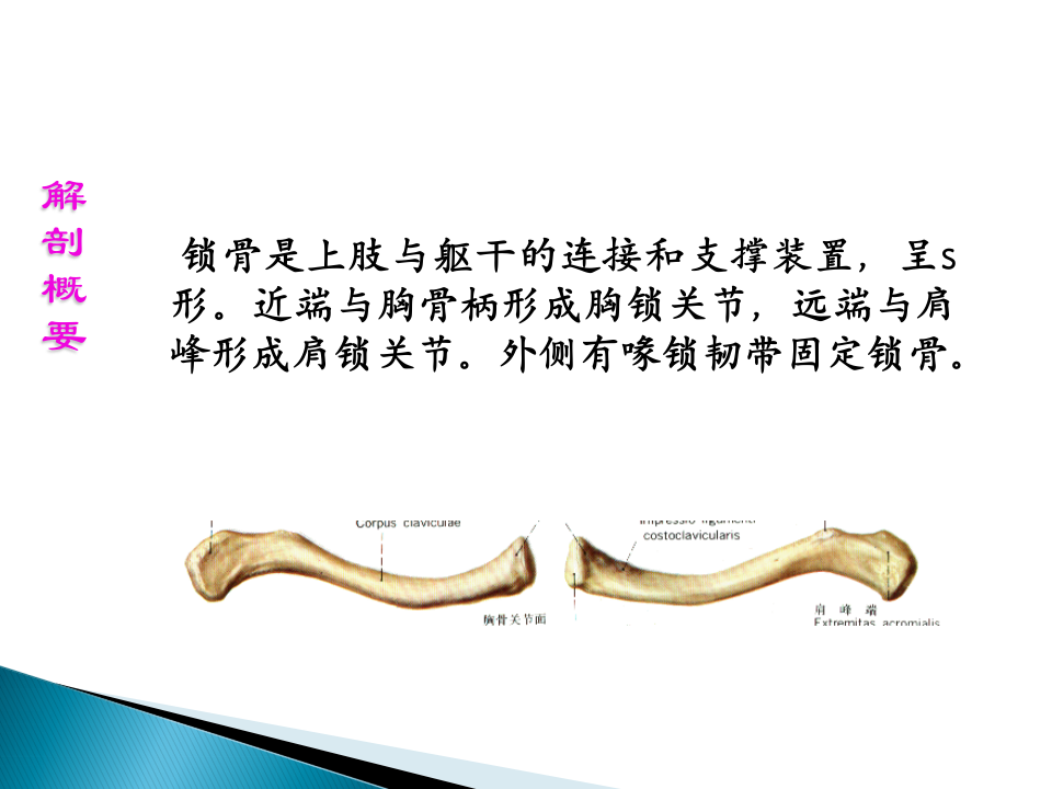 17)上肢骨折五年制2015-04-14.ppt 第5页