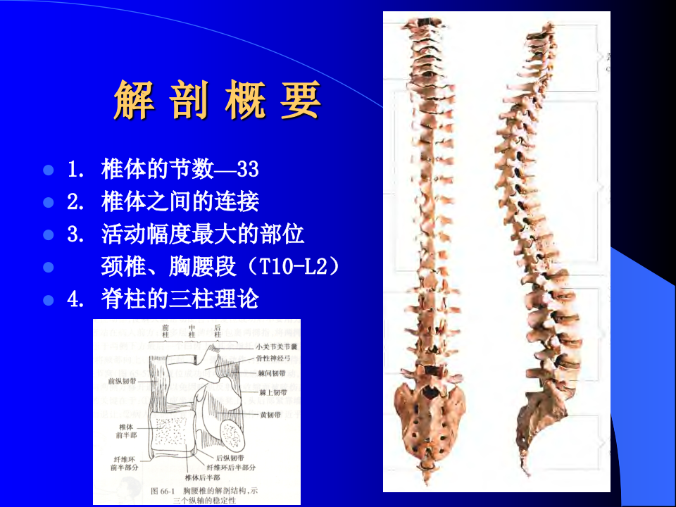 20)脊柱骨折1.ppt 第2页