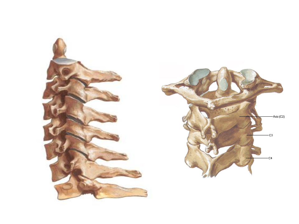 21)椎间盘突症颈间盘突出症.ppt 第3页