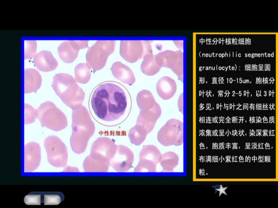 白细胞.ppt 第5页