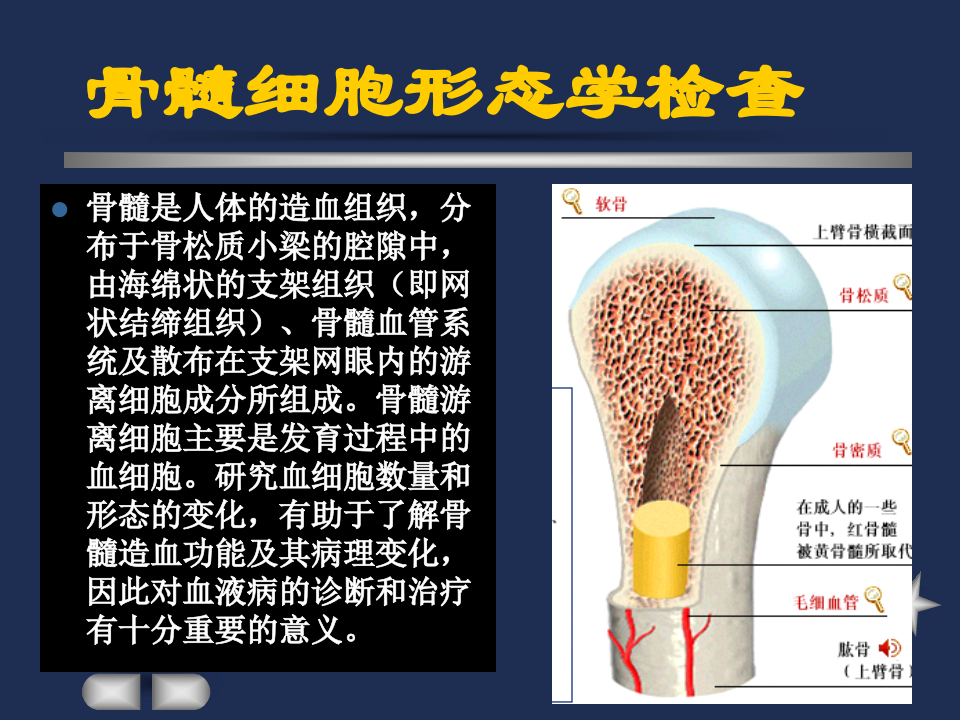 骨髓.ppt 第3页