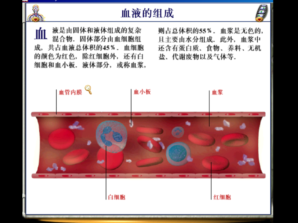 红细胞检测讲稿.ppt 第3页
