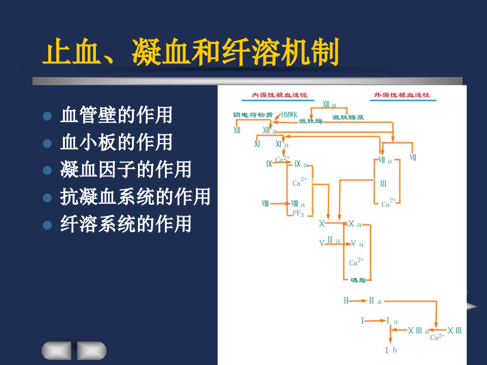 血栓与止血.ppt 第5页