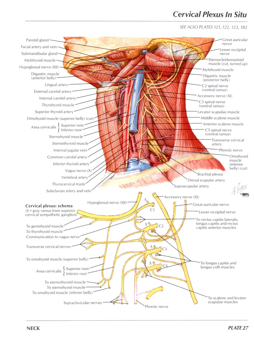 人体解剖图谱-英文原版.pdf 第5页