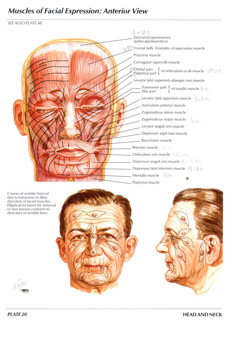 人体解剖图谱-英文原版.pdf 第4页