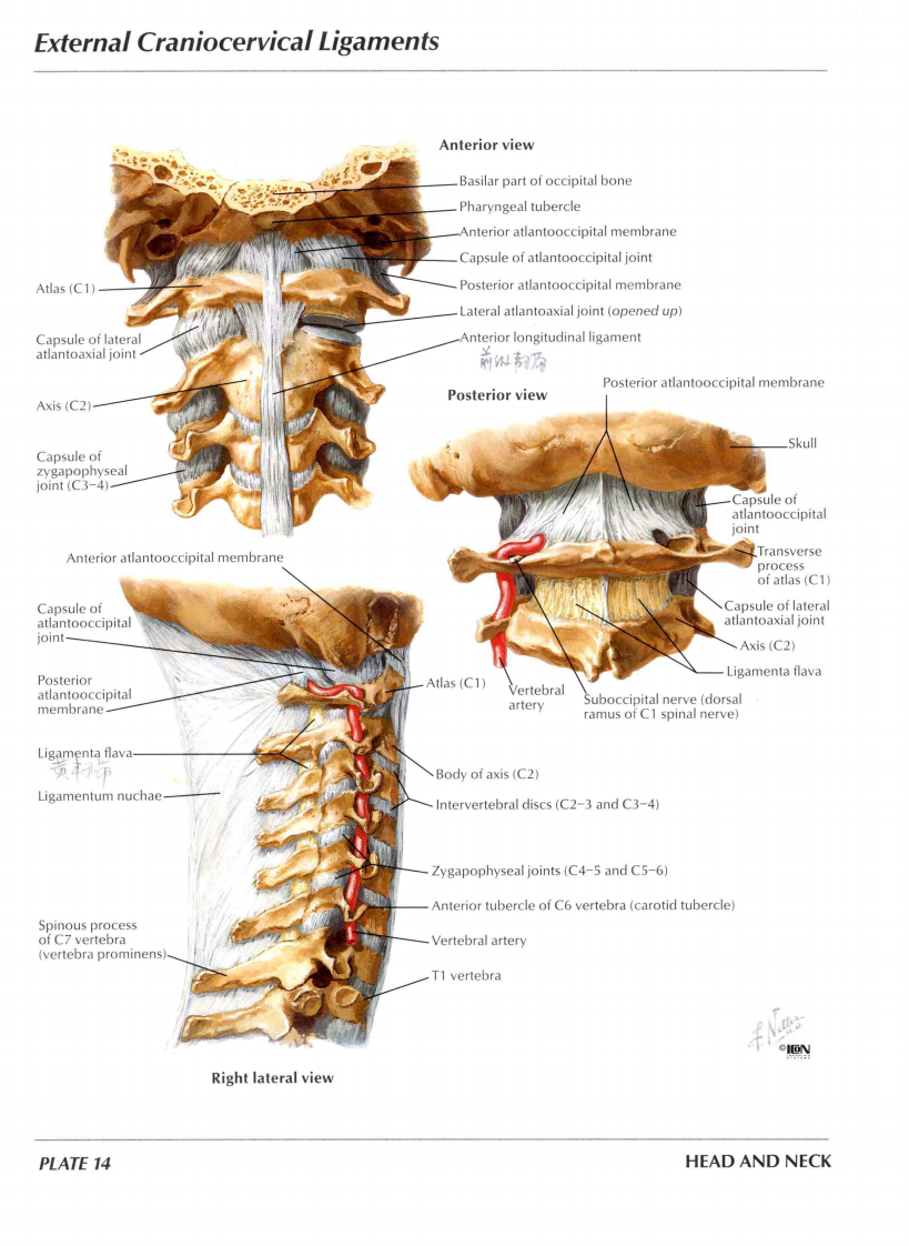 人体解剖图谱-英文原版.pdf 第3页