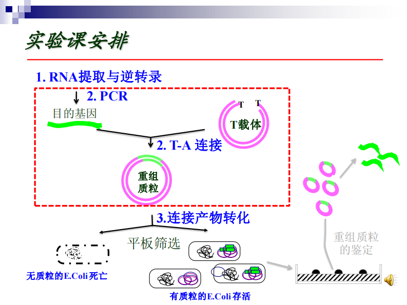 第二次课PCR T-A 连接实验 课件.pdf 第3页