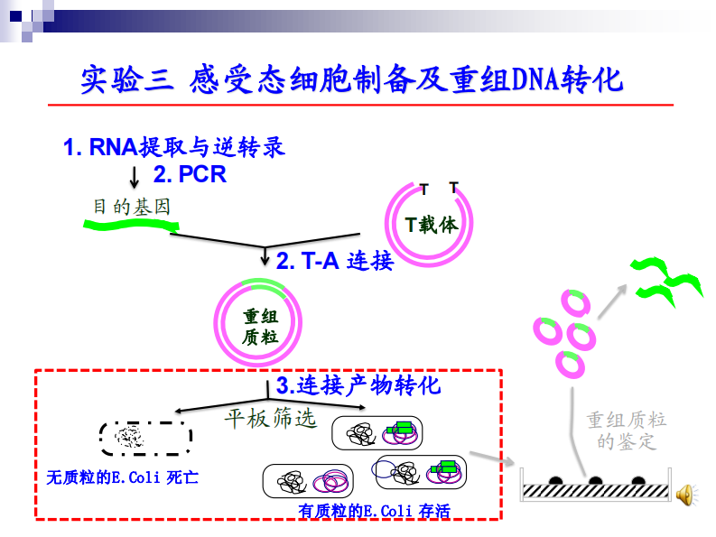 第三次课 感受态制备 转化.pdf 第2页