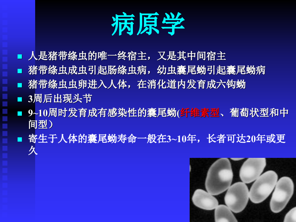 15)囊尾蚴病.ppt 第3页
