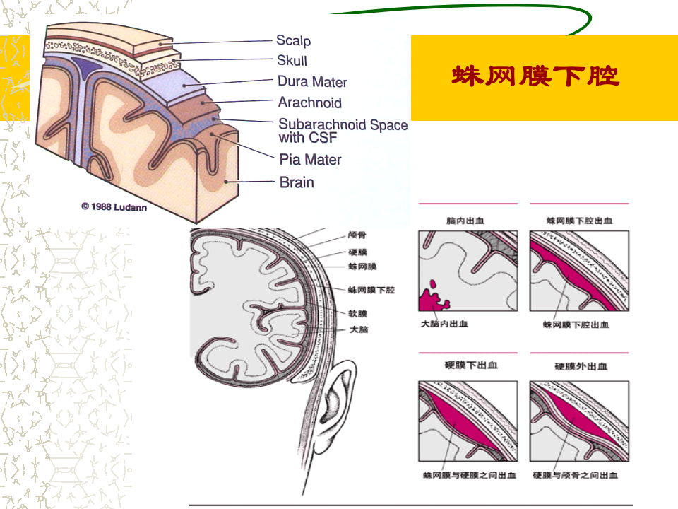 5)级放射口腔SAH.ppt 第2页
