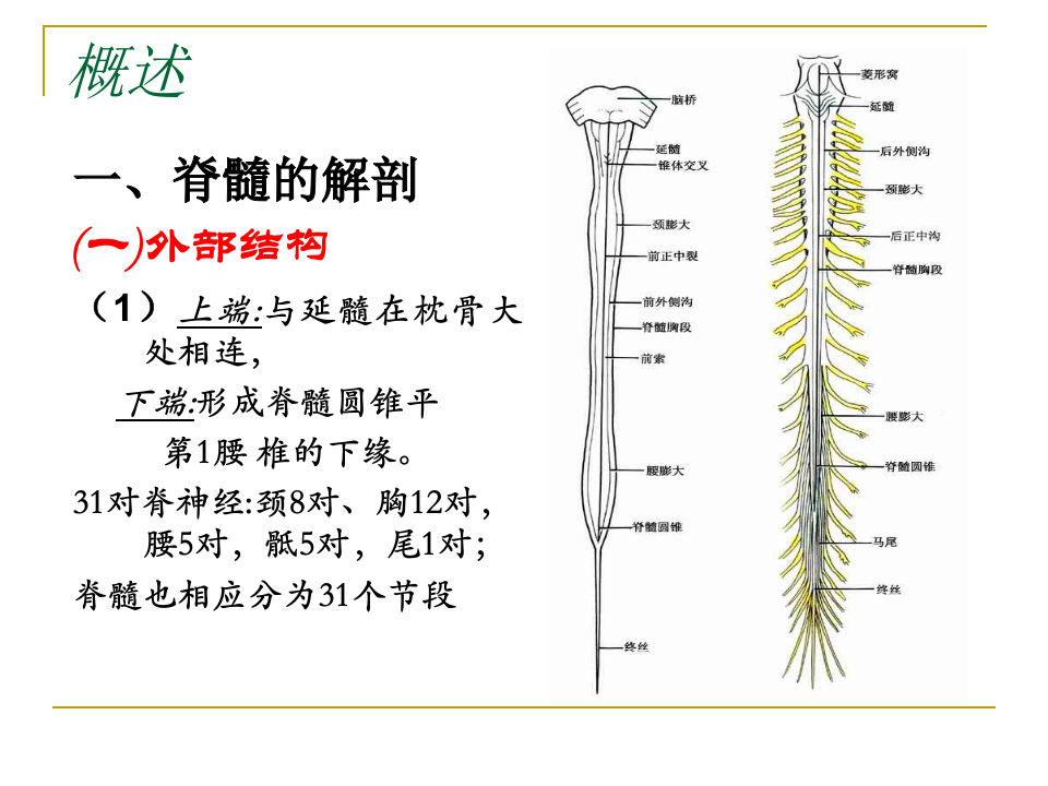 5年制脊髓病.PPT 第3页