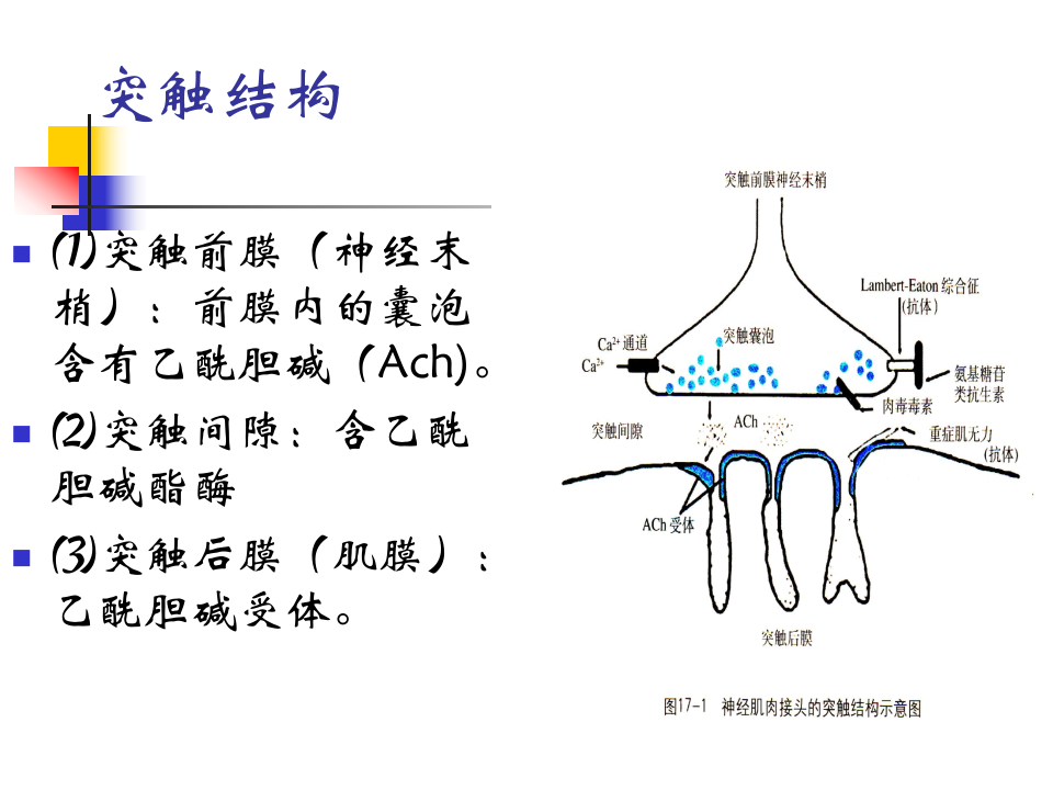 神经-肌肉接头疾病(2015).ppt 第4页
