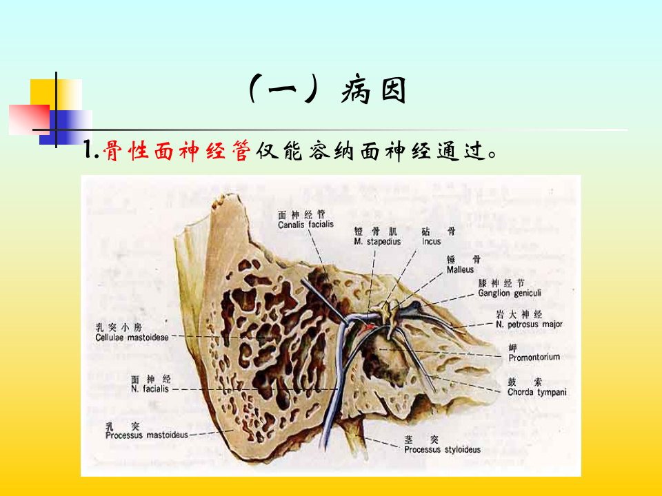 特发性面神经麻痹.ppt 第5页
