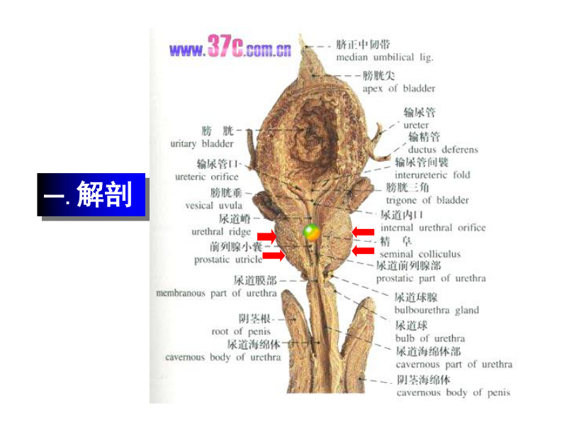 良性前列腺增生症-湘雅二院张磊.pdf 第2页