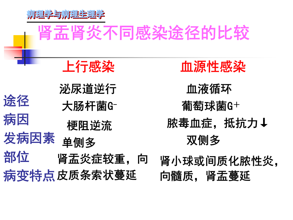 105肾内科-肾盂肾炎1.ppt 第4页