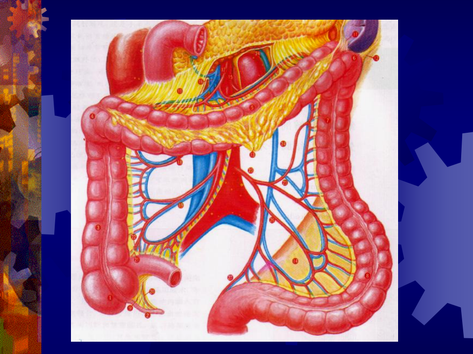 16肛肠科-肛肠疾病.ppt 第3页