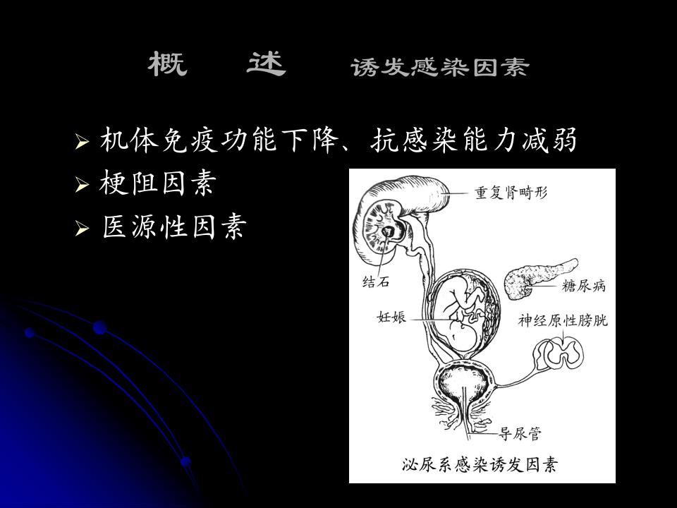 泌尿科-泌尿、男性生殖系统感染七年制.ppt 第5页