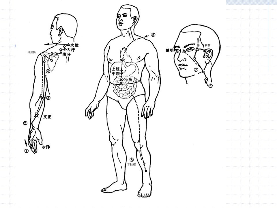 83人体经络穴位图谱6小肠经.ppt 第4页