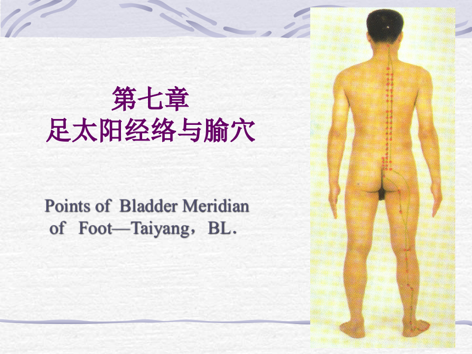 84人体经络穴位图谱7膀胱经.ppt 第1页