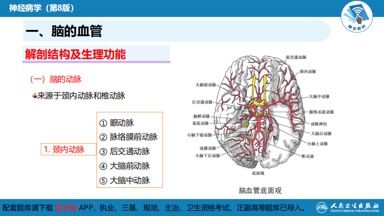 第二章 神经系统的解剖、生理及病损的定位诊断（2）.pdf 第4页