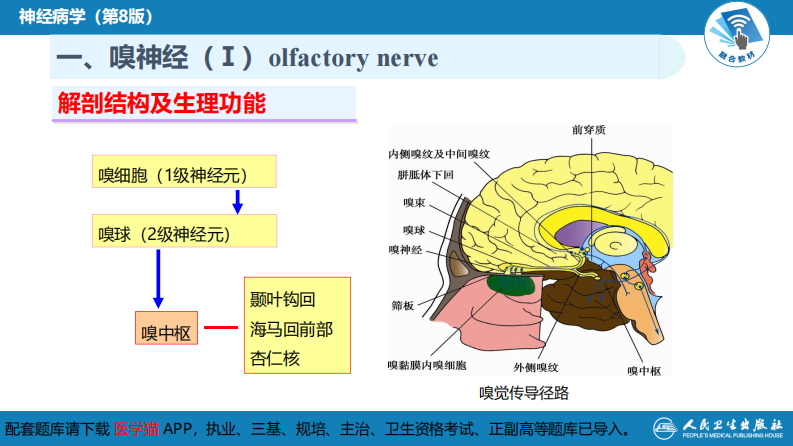 第二章 神经系统的解剖、生理及病损的定位诊断（3）.pdf 第5页